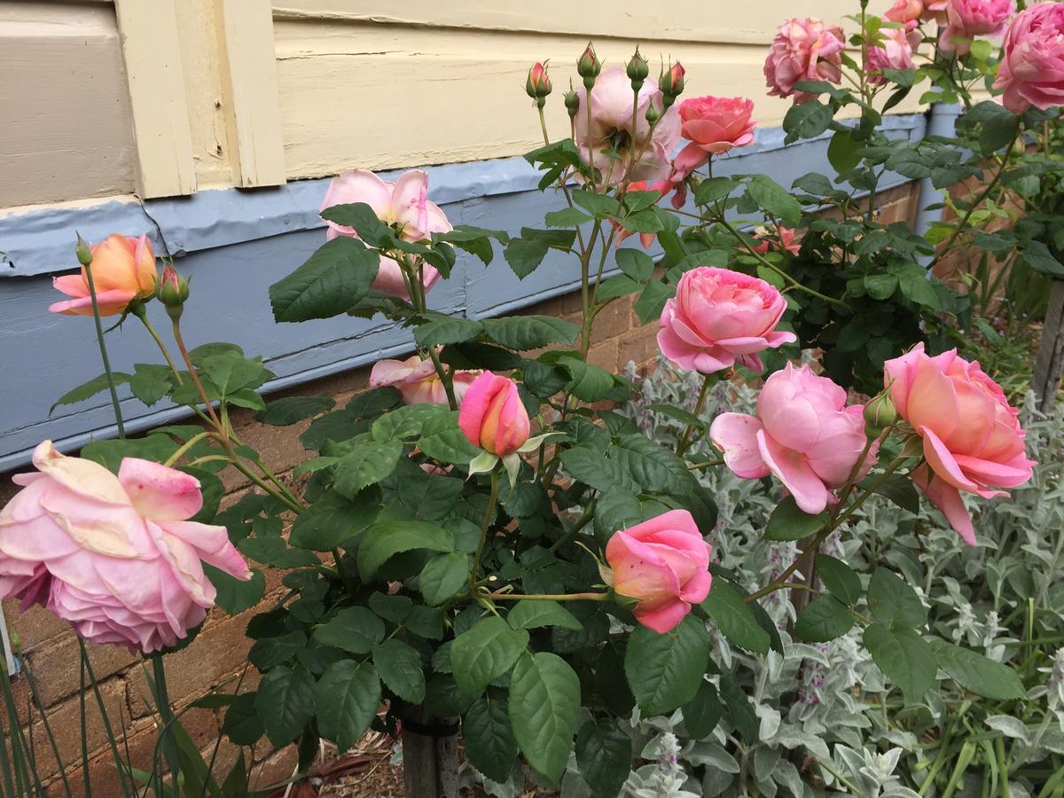 Kurrara Historic Guest house Katoomba